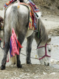 White Horse with Colorful Ribbons and Pack Blankets, in Lo Monthang, Mustang Photographie par Stephen Sharnoff