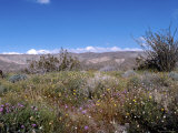 Wild Flowers in Desert Park, California Photographie par James Forte