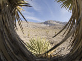 View Through Cactus of Desert of Snow Capped Mountain, California Photographic Print