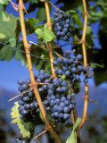 Vernatsch Red Wine Grapes on the Vine, Meran Photographic Print