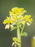 Wild Mustard Along a Road near Sneedville, Tennessee Photographie par Joel Sartore