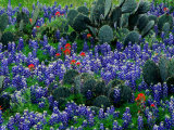 Wildflowers Bloom Among Cacti in a Field in Texas Photographic Print by John Eastcott & Yva Momatiuk