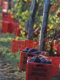 Grape Picking in Renato Ratti Vineyard, Piedmont, Italy Photographie par Armin Faber
