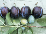 Ripe Damsons and Green Damsons on Branch Photographic Print by Luzia Ellert