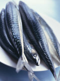 Mackerel Photographic Print by Philip Webb