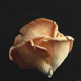 Oyster Mushrooms Photographic Print by Michael Paul