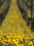 Ecological Viticulture Photographic Print by Armin Faber