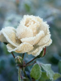 White Rose with Ice Crystals Fotografisk trykk av Elke Borkowski White Rose with Ice Crystals Fotografisk trykk av Elke Borkowski