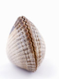 A Clam Photographic Print by Alain Caste
