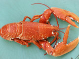 A Cooked Lobster Lámina fotográfica por Alain Caste