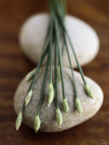 Garlic Chives Photographic Print by Jean Cazals