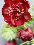 Red Peonies Fotografie-Druck von Sebastian Vogt