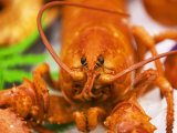 Cooked Lobster Lámina fotográfica por Christopher Leggett