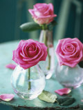 Three Pink Roses in Vases on a Garden Table Photographic Print by Michael Paul