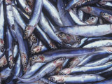 Sardines on a Market Stall in Aix-en-Provence, France Photographic Print by Hans-peter Siffert
