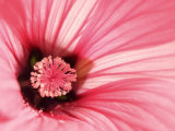 Pink Mallow Flower Fotografisk trykk av Gerhard Bumann