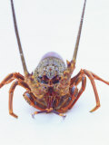 A European Spiny Lobster Photographic Print by Peter Medilek