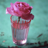 Pink Rose in a Pink Glass Photographic Print by Michael Paul
