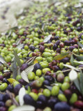 Olive Harvest (Tenuta San Vito, Tuscany, Italy) Photographic Print by Hans-peter Siffert