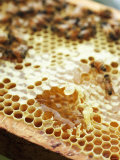A Honeycomb with Bees Reprodukcja zdjęcia autor Matilda Lindeblad A Honeycomb with Bees Reprodukcja zdjęcia autor Matilda Lindeblad