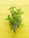 Flowering Mint Sprig Photographic Print by Anthony Lanneretonne