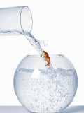 Goldfish Trying to Swim up a Stream of Water Photographic Print Goldfish Trying to Swim up a Stream of Water Photographic Print