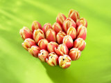 Heart of Tulips Photographie par Klaus Arras