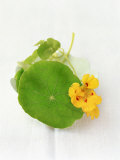 Nasturtium with Yellow Flower Photographic Print by Oliver Schwarzwald