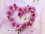 Heart of Pink Asters Photographie par Friedrich Strauss