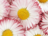 Several Daisies Photographic Print by Marc O. Finley