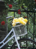 Yellow Roses in Bicycle Basket, Red Climbing Roses Behind Photographic Print by Alena Hrbkova Yellow Roses in Bicycle Basket, Red Climbing Roses Behind Photographic Print by Alena Hrbkova