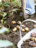 Harvesting Potatoes: Lifting Potatoes out of Ground with Fork Photographic Print by Linda Burgess