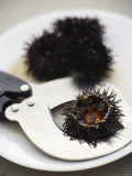 Sea Urchin with Scissors Fotoprint Sea Urchin with Scissors Fotoprint