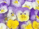 Yellow and Purple Pansies Photographic Print by Linda Burgess