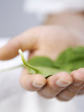 A Green Leaf Lying on a Hand Photographic Print by Alexander Feig