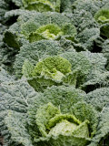Savoy Cabbages in the Field Photographic Print by Sara Deluca