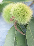 Sweet Chestnuts with Leaves Photographic Print by Brigitte Sporrer