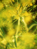 Dill with Flowers Photographic Print by Ulrike Holsten