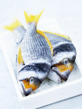 Two Yellowfin Seabream on Ice Photographic Print by Marc O. Finley