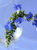 Sage Flowers Photographic Print by Franck Bichon