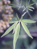 Wild Growing Hemp Photographic Print by Brigitte Sporrer