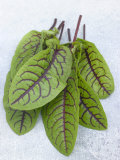 Fresh Sorrel Leaves Lámina fotográfica por Barbara Lutterbeck