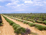 A Lavender Field Photographic Print by Martina Meuth