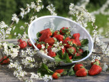Fresh Strawberries in Sieve Surrounded by Sloe Blossom Photographic Print by Martina Schindler