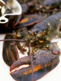 Canadian Lobster Photographie par Peter Medilek