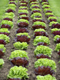 Lettuce Field Photographic Print