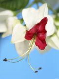 Bleeding Heart Vine (Clerodendron Tomsoniae) Photographic Print by Gerhard Bumann