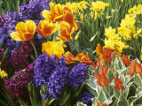 Mixed Flowering Bulbs: Tulips, Narcissi, Hyacinths Photographic Print by Elke Borkowski Mixed Flowering Bulbs: Tulips, Narcissi, Hyacinths Photographic Print by Elke Borkowski