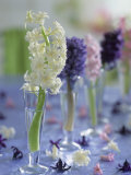 Hyacinths in Glasses as Table Decoration Photographic Print by Friedrich Strauss