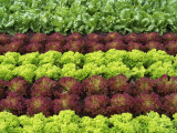 Lettuce Field Photographic Print